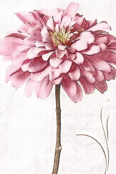 Zinnias: Pink Zinnia II by Christine Zalewski