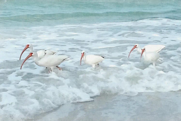 White Ibis - Shorebirds Of Florida