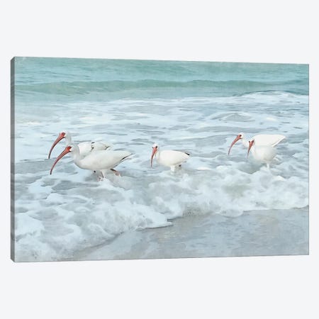 White Ibis - Shorebirds Of Florida Canvas Print #ZLW70} by Christine Zalewski Canvas Artwork