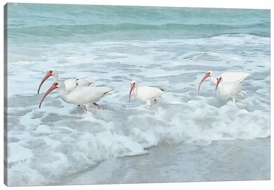 White Ibis - Shorebirds Of Florida Canvas Art Print - Florida Art