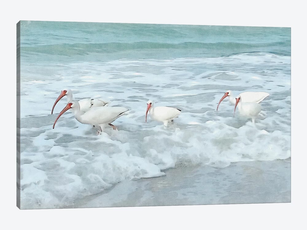 White Ibis - Shorebirds Of Florida by Christine Zalewski 1-piece Canvas Art