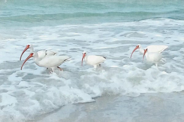 Florida: White Ibis - Shorebirds Of Florida by Christine Zalewski