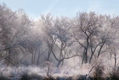 Along the Bosque, New Mexico by Zandria Muench Beraldo framed wall art