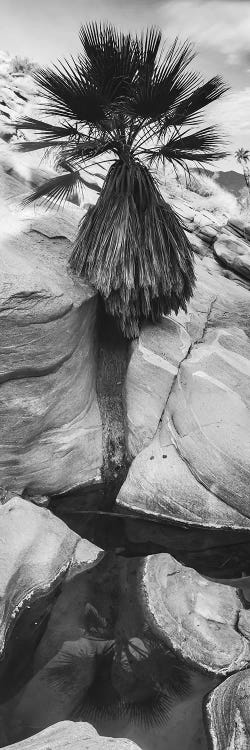 Indian Canyons, Palm Springs, California