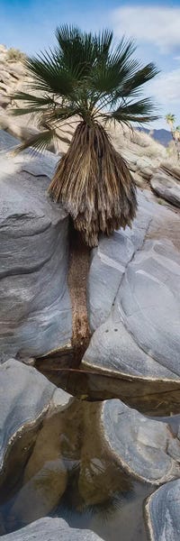Indian Canyons, Palm Springs, California