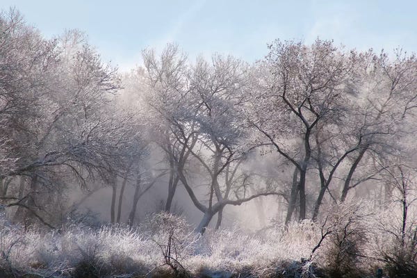 Zandria Muench Beraldo: Along the Bosque, New Mexico by Zandria Muench Beraldo