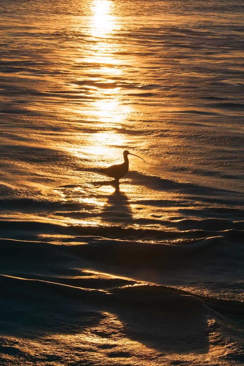 Sandpiper In Ocean, California