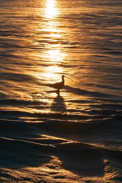 Zandria Muench Beraldo: Sandpiper In Ocean, California by Zandria Muench Beraldo
