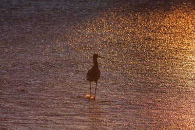 Sandpiper In Ocean, California by Zandria Muench Beraldo framed wall art