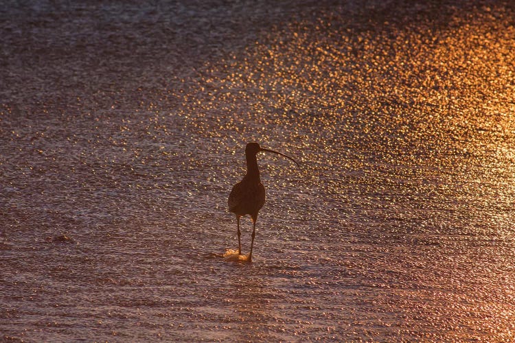 Sandpiper In Ocean, California