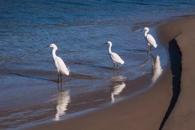 Egrets, Breakwater, Santa Barbara, California by Zandria Muench Beraldo art print