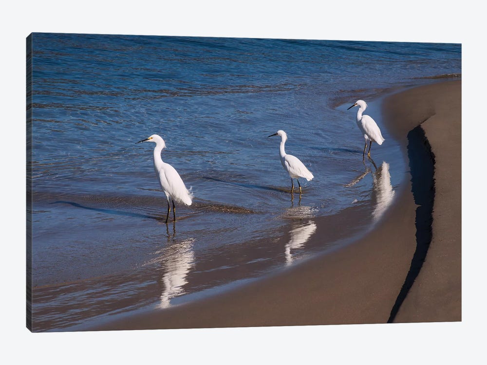 Egrets, Breakwater, Santa Barbara, California by Zandria Muench Beraldo 1-piece Canvas Print