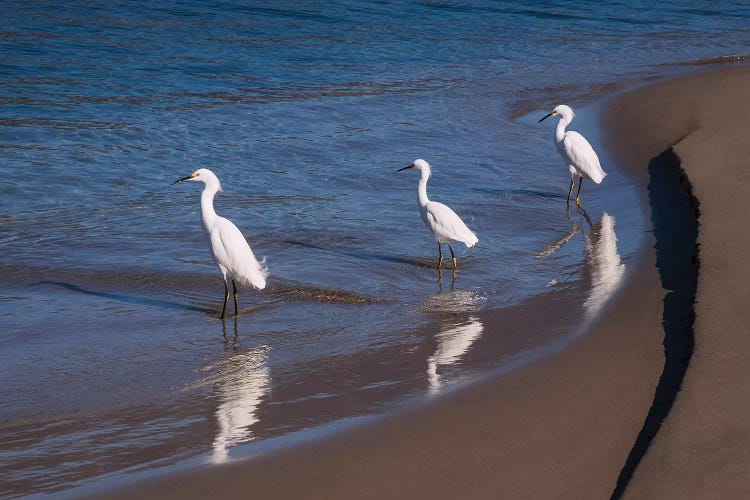 Egrets, Breakwater, Santa Barbara, California