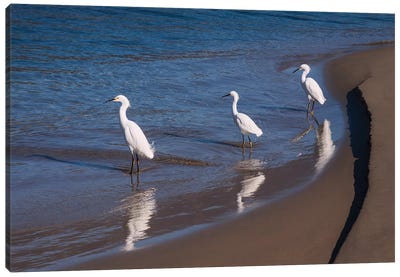 Egrets, Breakwater, Santa Barbara, California Canvas Art Print - Egret Art
