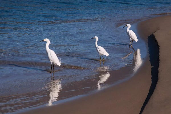Santa Barbara: Egrets, Breakwater, Santa Barbara, California by Zandria Muench Beraldo