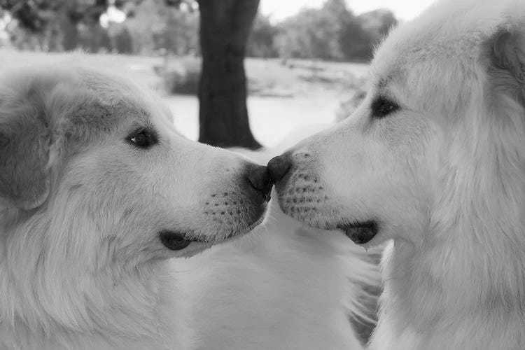 Great Pyrenees Eye To Eye