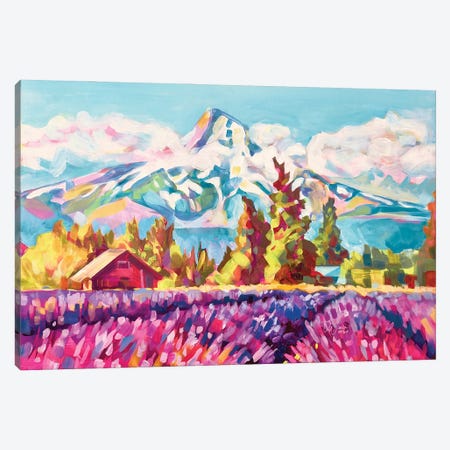 Lavender Fields, Mt Hood Canvas Print #ZMM8} by Maria Morris Canvas Art