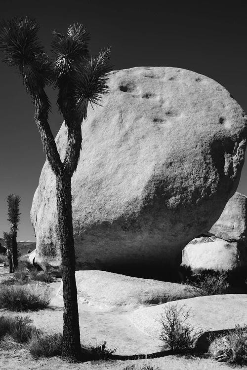 Joshua Tree National Park, California I