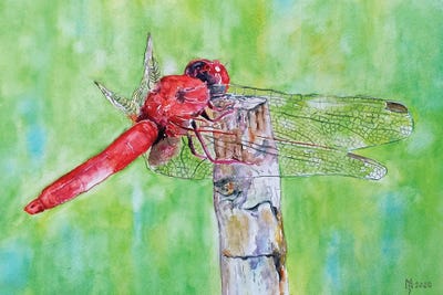 Green - Canvas Prints: Flight Break by Zoran Mihajlovic Muza