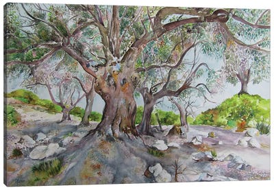 Old Olives Canvas Art Print - Grass Art