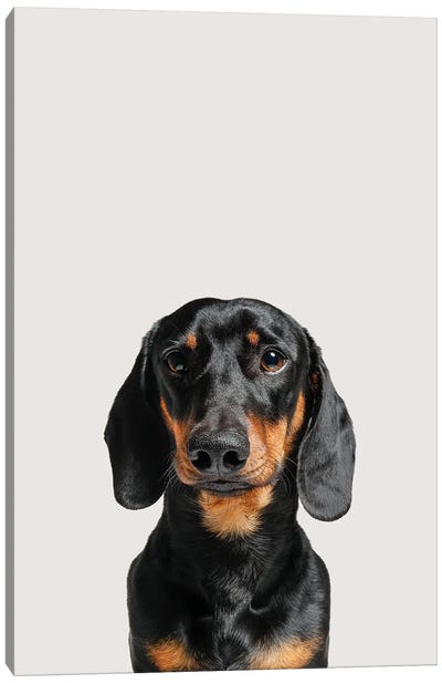 Dachshund Dog Canvas Art Print - Rescue Dog Art