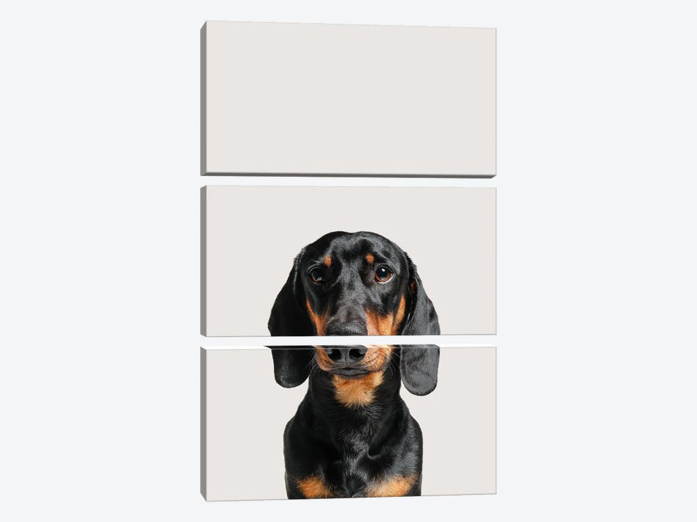 Dachshund Dog by Zoltan Toth 3-piece Canvas Wall Art