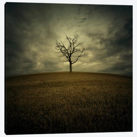 Tree Canvas Print #ZOL41} by Zoltan Toth Canvas Wall Art