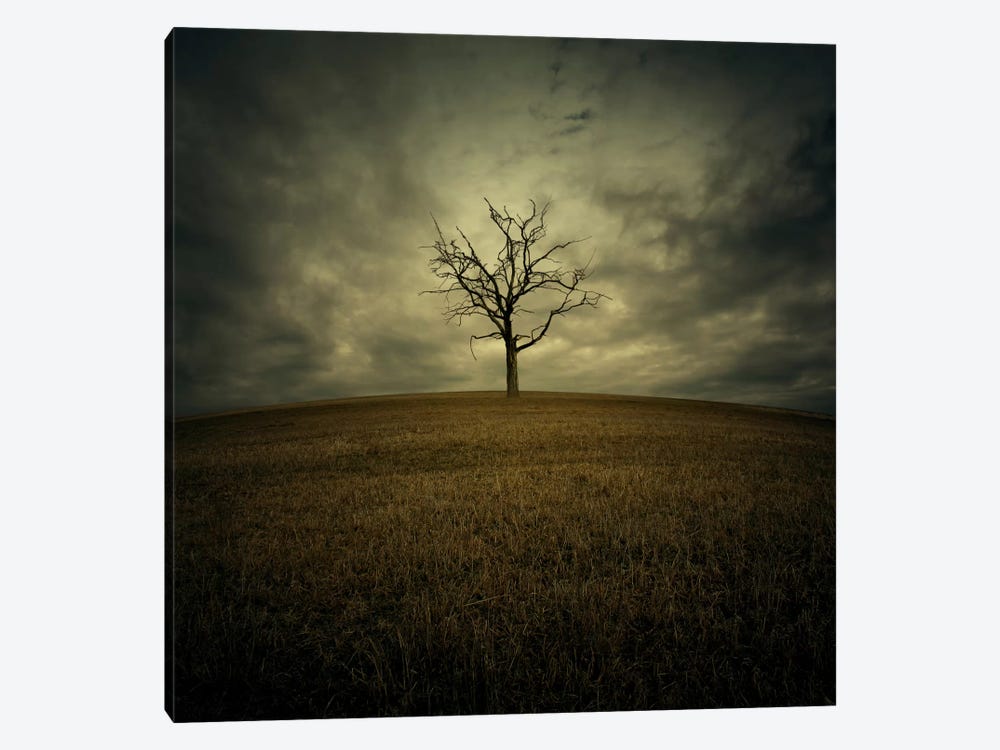 Tree by Zoltan Toth 1-piece Canvas Wall Art