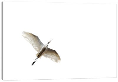 Egret In Flight Canvas Art Print - Egret Art