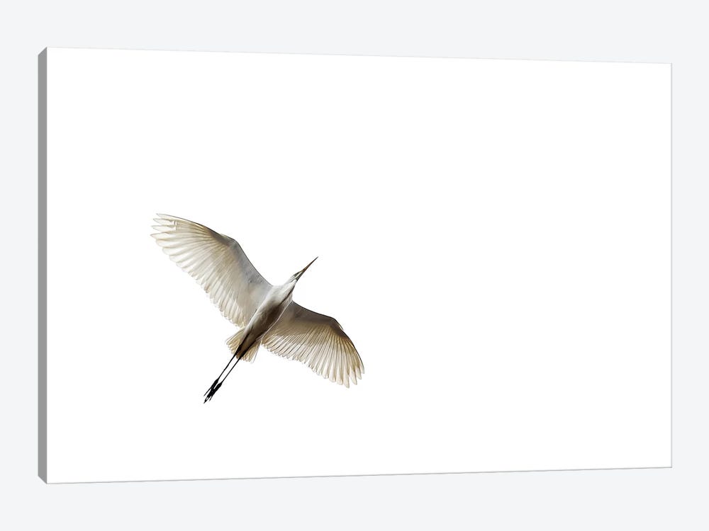 Egret In Flight by Zoltan Toth 1-piece Canvas Print