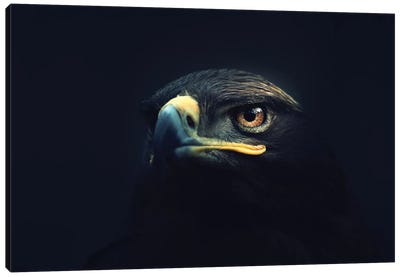 Hawk Eyes Canvas Art Print - Zoltan Toth