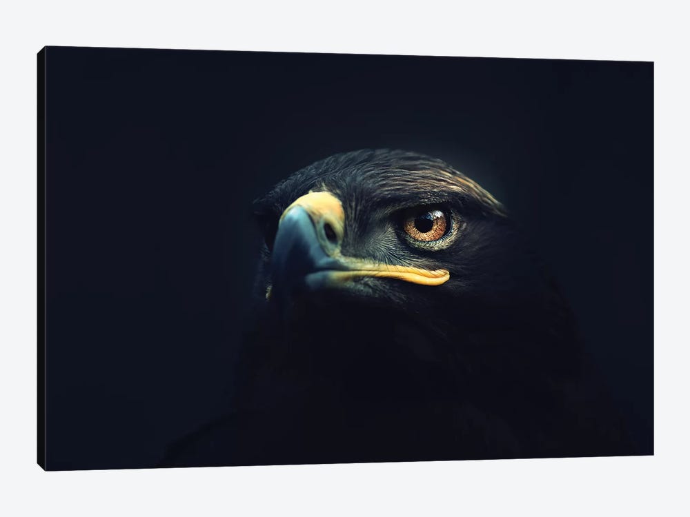 Hawk Eyes by Zoltan Toth 1-piece Art Print