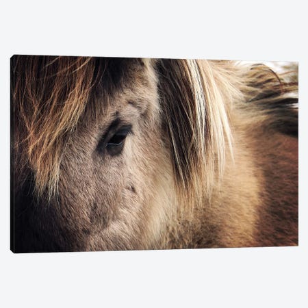 Horse Close-Up Canvas Print #ZOL63} by Zoltan Toth Canvas Artwork
