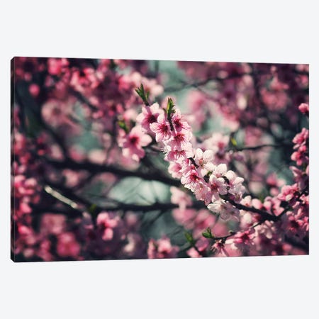 Pink Buds Canvas Print #ZOL67} by Zoltan Toth Canvas Art Print