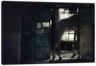 Trapped II Canvas Art Print - Giraffe Art