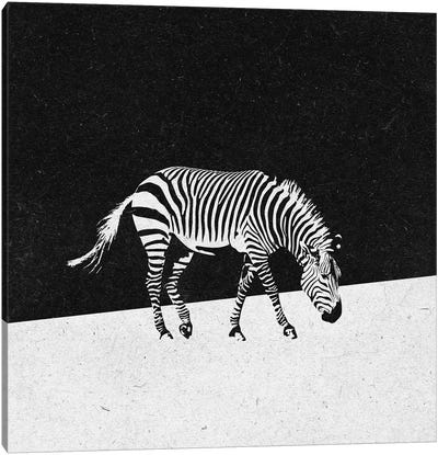 Zebra Canvas Art Print - Zoltan Toth