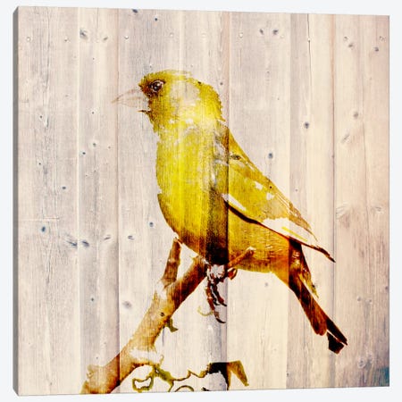 Golden Days Canvas Print #ZOO2} by 5by5collective Canvas Wall Art