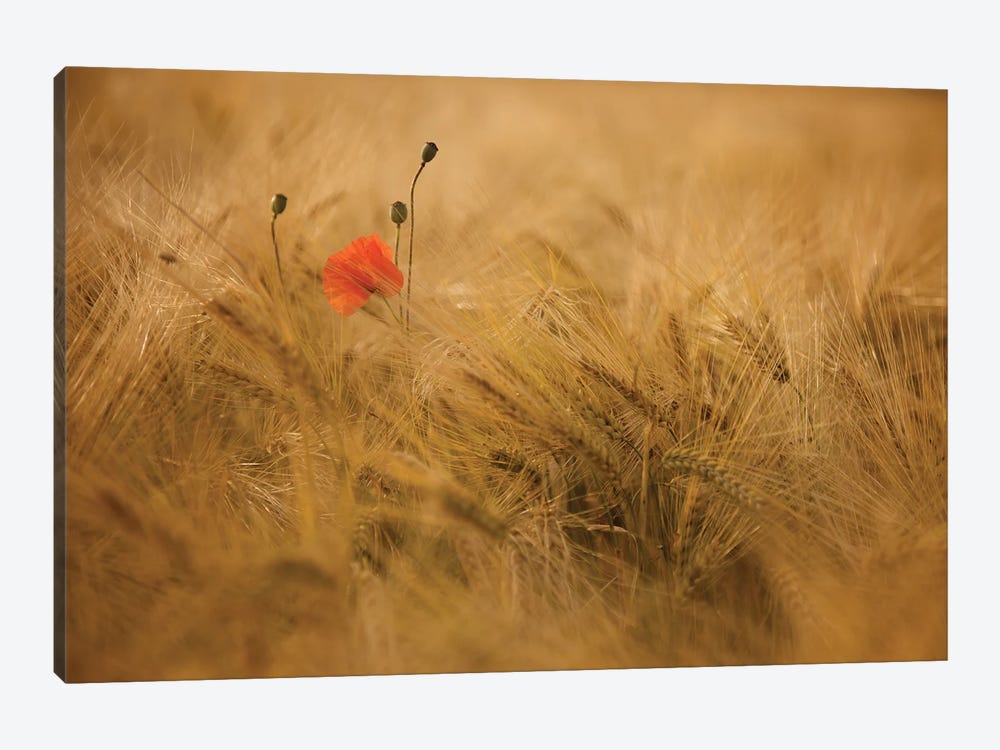 Ephemeral by Thierry Draus 1-piece Canvas Wall Art