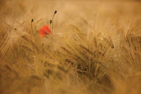 Grasses: Ephemeral by Thierry Draus