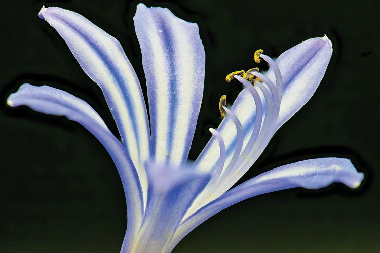 African Lily