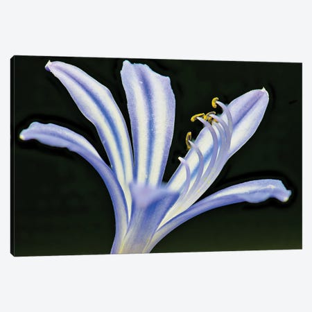African Lily Canvas Print #ZSC100} by Zoe Schumacher Art Print