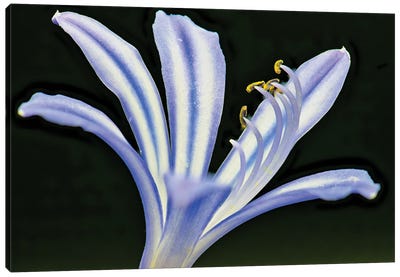 African Lily Canvas Art Print