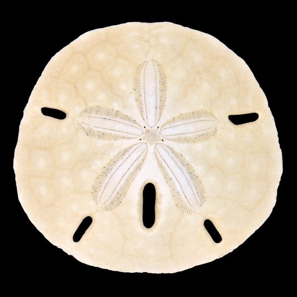 Zoe Schumacher: Sand Dollar by Zoe Schumacher