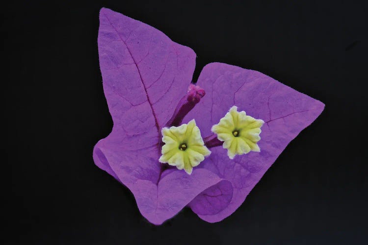 Great Bougainvillea Flower by Zoe Schumacher wall art