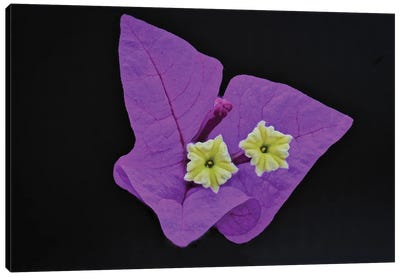 Great Bougainvillea Flower Canvas Art Print - Purple Art