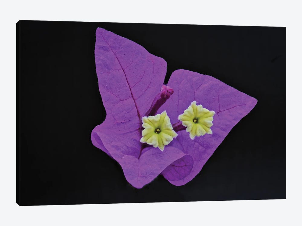 Great Bougainvillea Flower by Zoe Schumacher 1-piece Art Print
