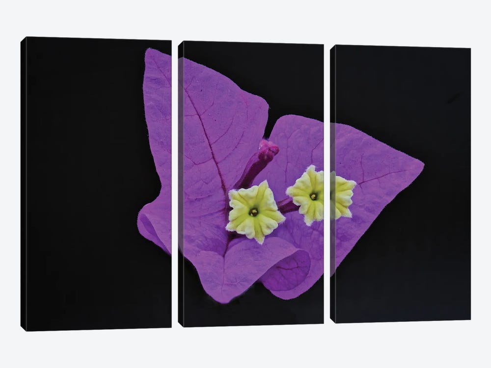Great Bougainvillea Flower by Zoe Schumacher 3-piece Canvas Print