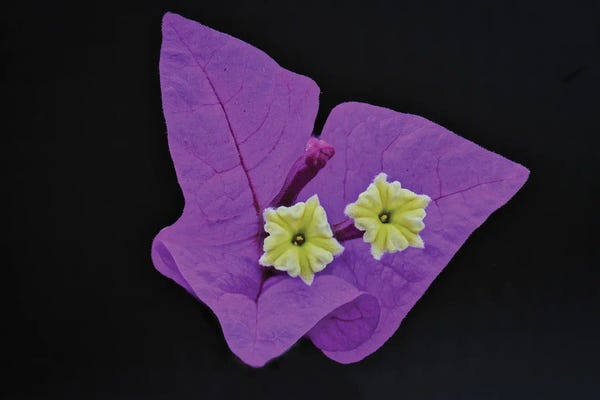 Great Bougainvillea Flower