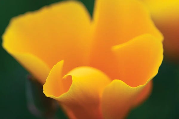 Zoe Schumacher: Potential by Zoe Schumacher