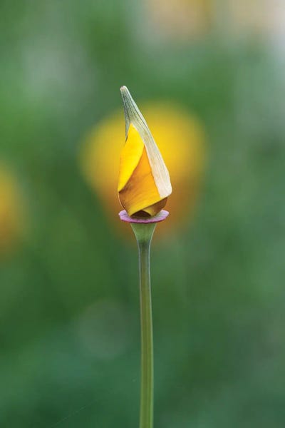 Zoe Schumacher: Potential Bloom by Zoe Schumacher